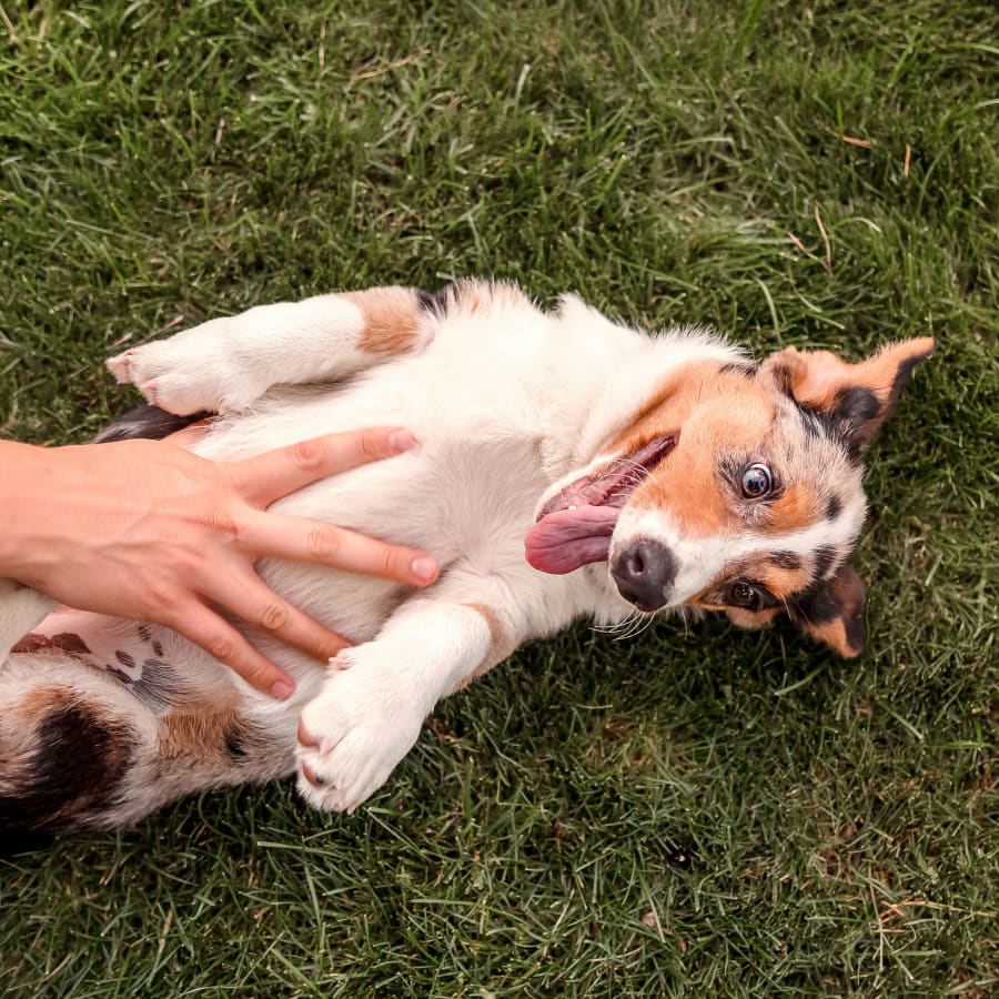 Community Outreach, Tucson Vet