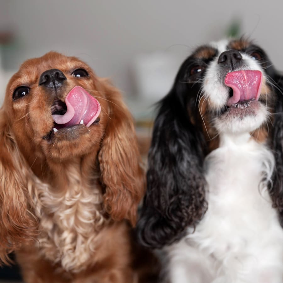 2 dogs lick their snouts, Pet wellness exams in Tucson
