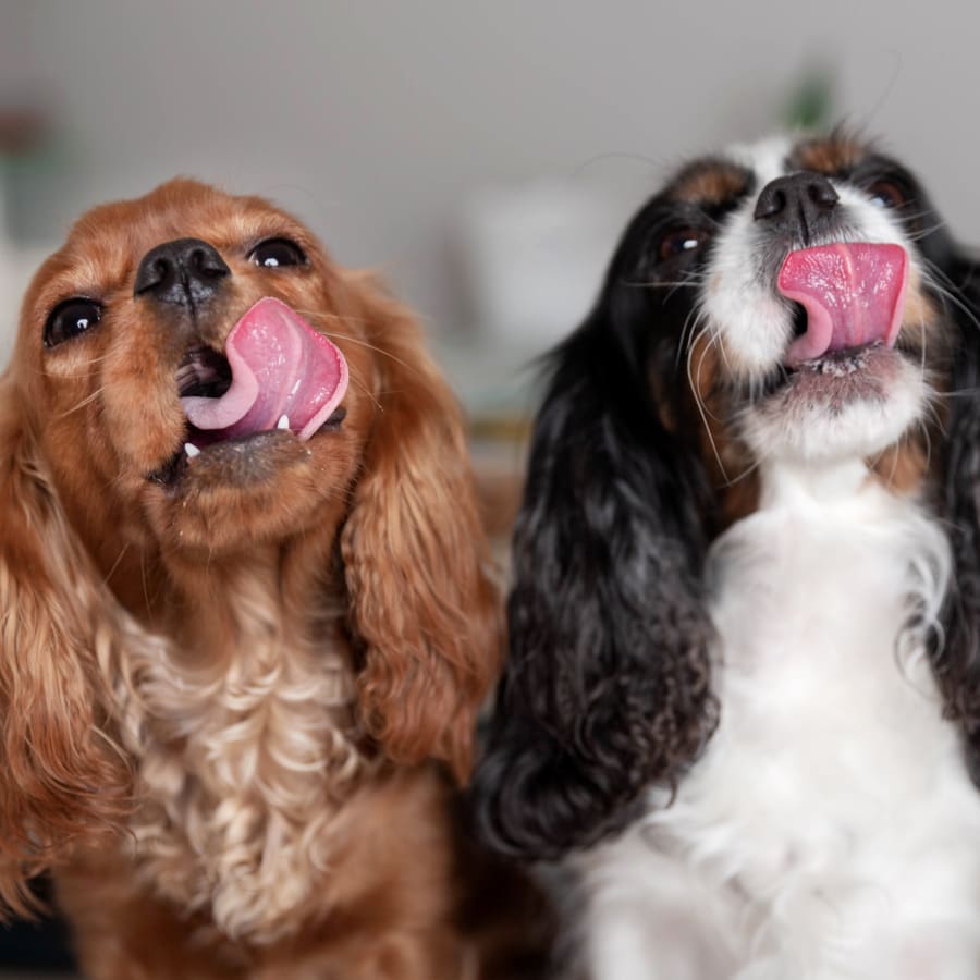 dog wellness exams in Tucson