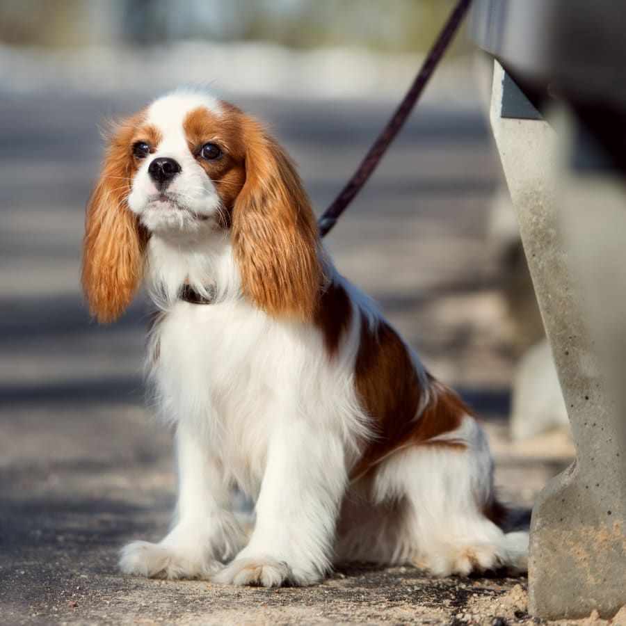 An old dog sitting and watching. Geriatric Care for Pets in Tucson