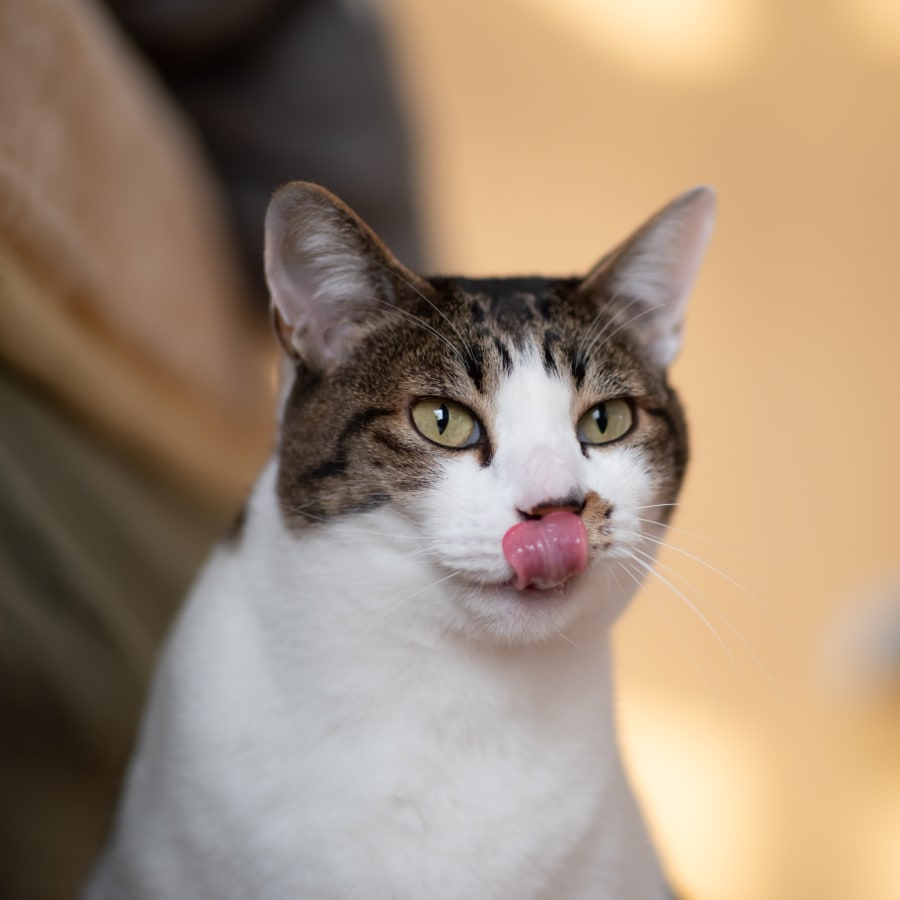 Veterinary Internal Medicine Services in Tucson, AZ