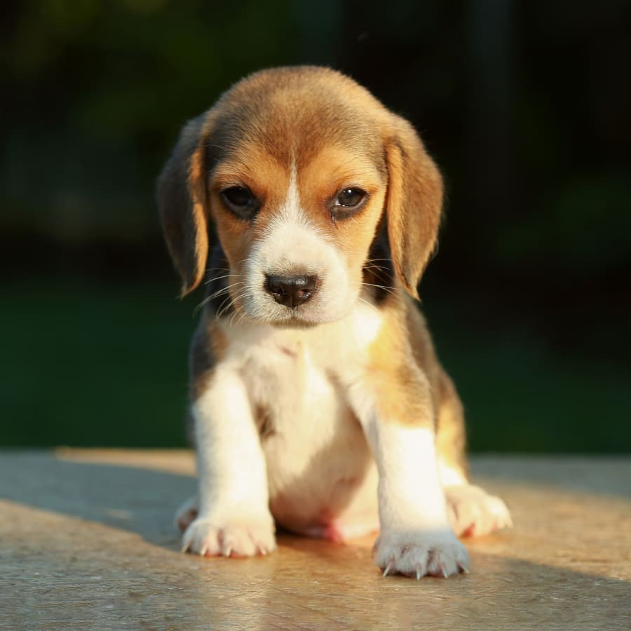 Puppy sitting on the sun, Vet lab in Tucson