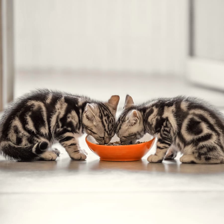 2 kittens eat, Vet Diagnostic Lab in Tucson Vet