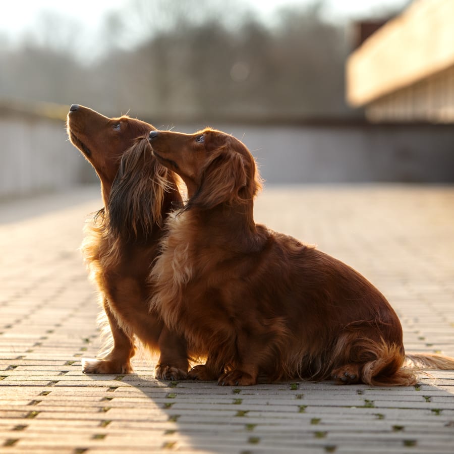 2 dogs looking up; veterinary surgery in Tucson