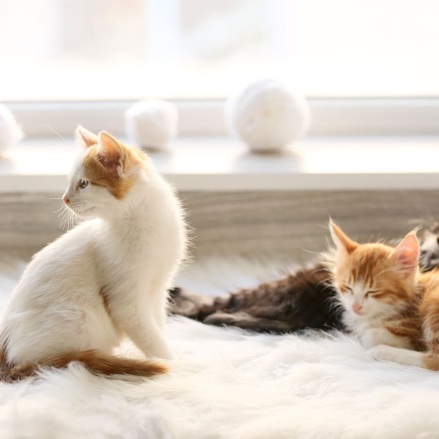 Cat Vaccination in Tucson, AZ